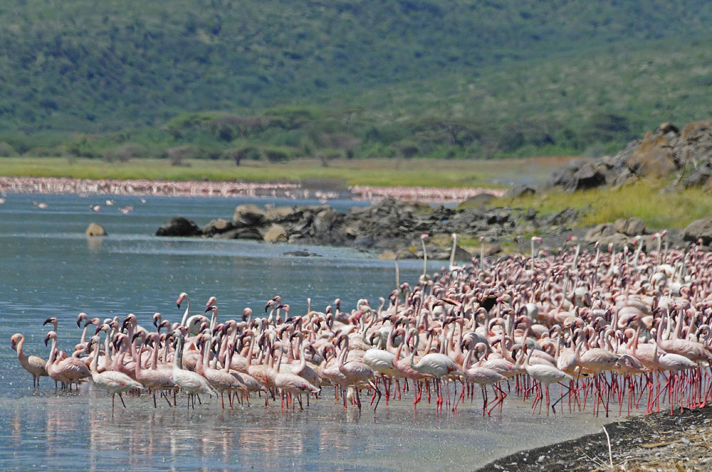 Lake Naivasha freshwater lake scenery