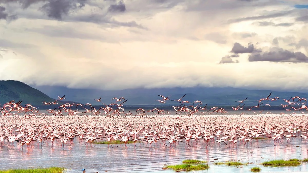 Lake Nakuru National Park lake and wildlife landscape